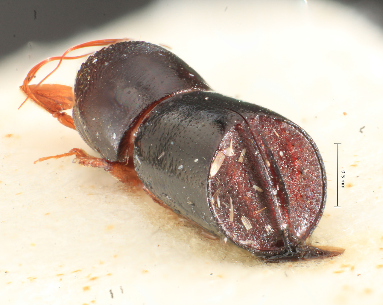 Genus / Species: <i>Corthylus merkli</i> | Image Author: TH Atkinson | Location: Perú, Pasco, Yanachaga Chemilien N.P. | Image Type: holotype | Collection: Hungarian Natural History Museum