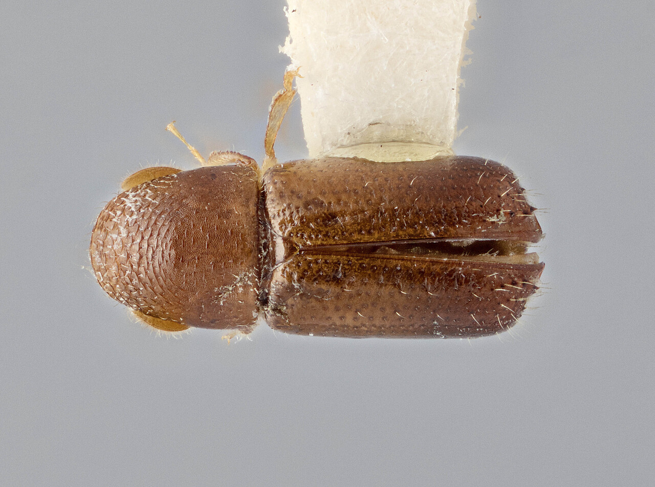 Genus / Species: Corthylus minutus | Image Author: J Buffam | Location: México, Chiapas, Lagos de Colores, Lagunas ee Montebello Natl. Pk. | Image Type: holotype | Collection: Canadian National Collection of Insects, Arachnids and Nematodes