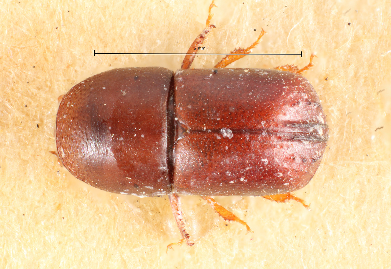 Genus / Species: Corthylus mirabilis | Image Author: TH Atkinson | Location: Brazil, São Paulo, Salesópolis | Image Type: holotype | Collection: Museo de Zoologia