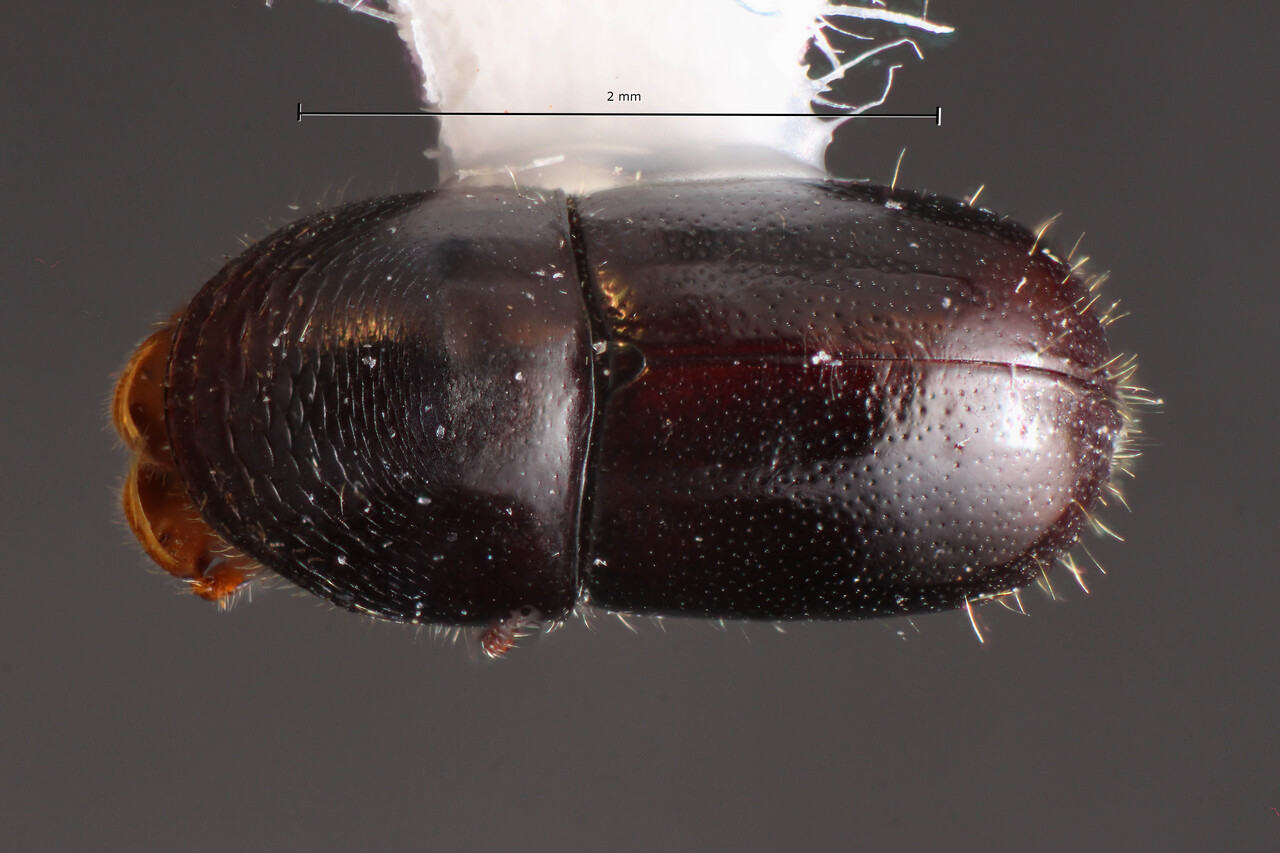 Genus / Species: Corthylus nigrescens | Image Author: TH Atkinson | Location: Brazil, Paraná, Monte Alegre | Image Type: holotype | Collection: Faculdade de Engenharia