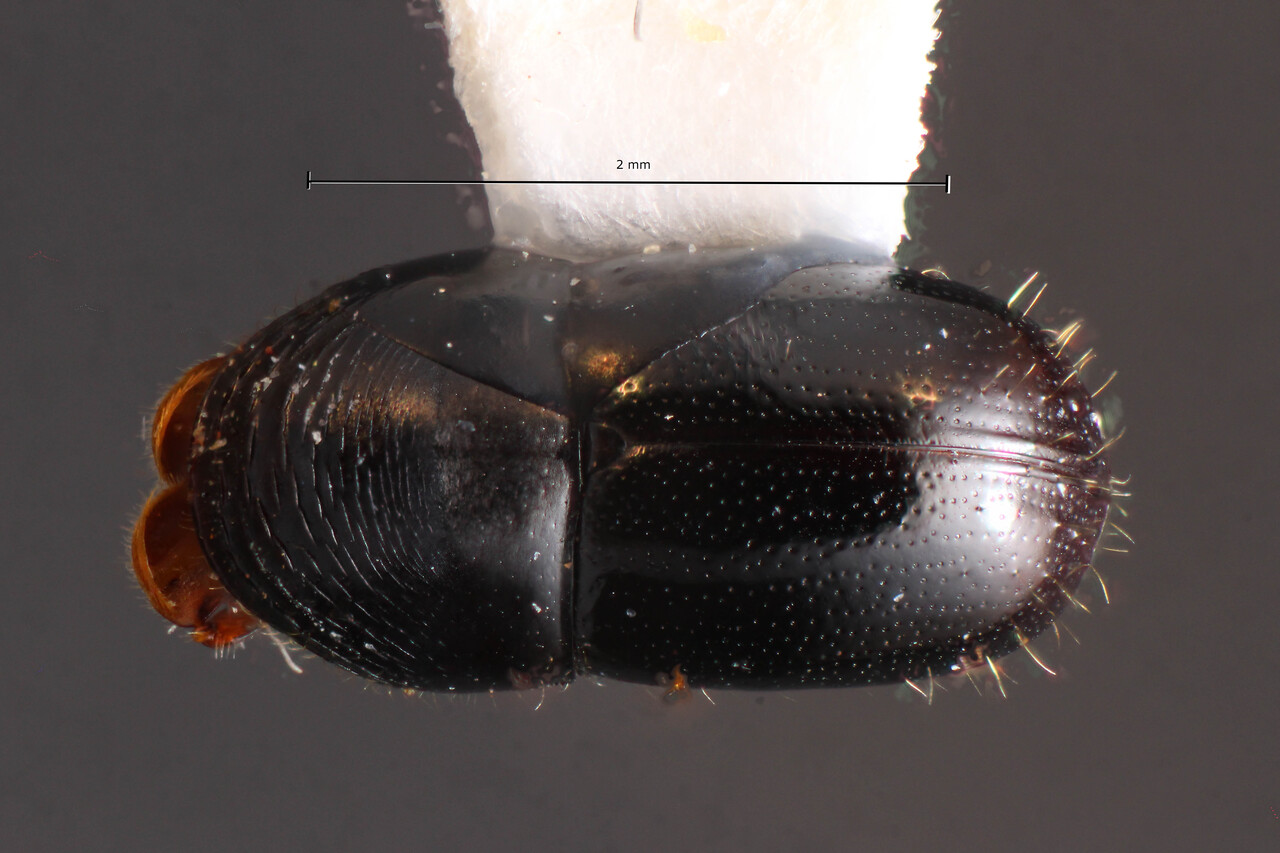Genus / Species: Corthylus nigricans | Image Author: TH Atkinson | Location: Brazil, Paraná, Telêmaco Borba | Image Type: holotype | Collection: Faculdade de Engenharia