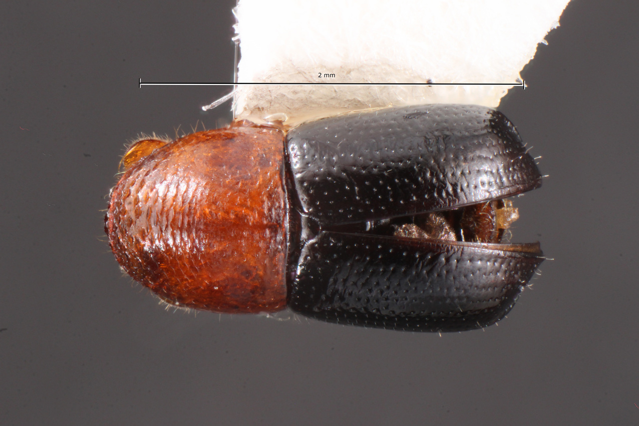 Genus / Species: Corthylus nolenae | Image Author: TH Atkinson | Location: México, Oaxaca, San Baltazar Guelva | Collection: University of Texas Insect Collection