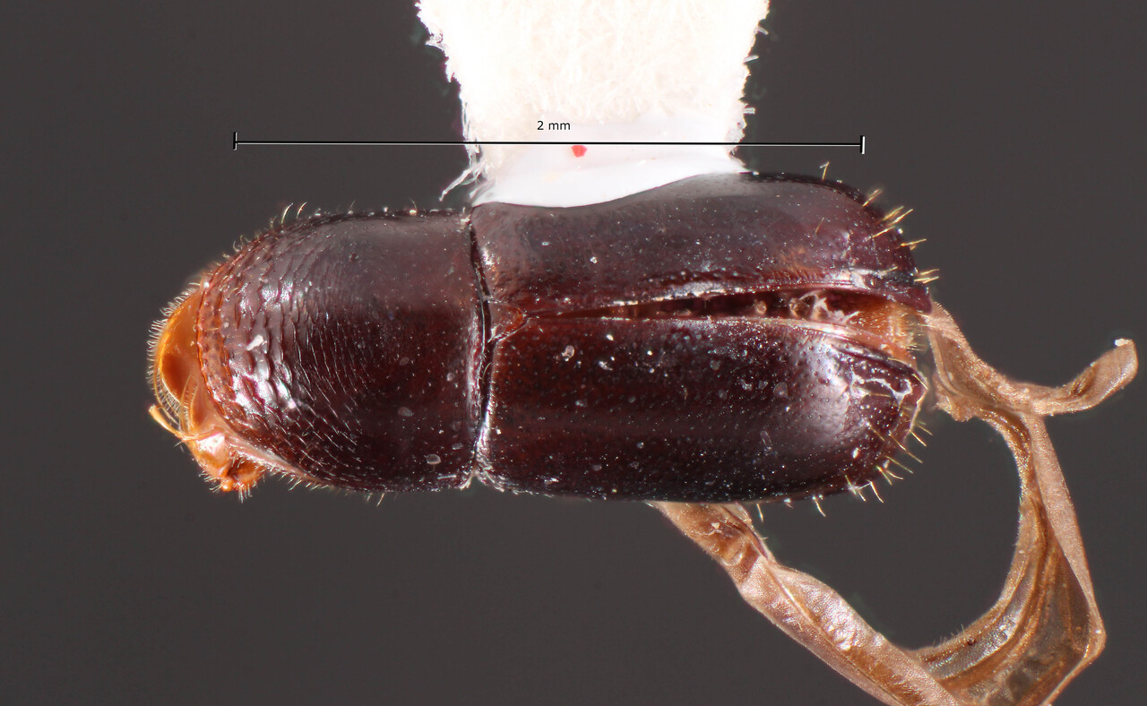 Genus / Species: Corthylus parvicirrus | Image Author: TH Atkinson | Location: Brazil, Paraná, Telêmaco Borba | Image Type: holotype | Collection: Faculdade de Engenharia