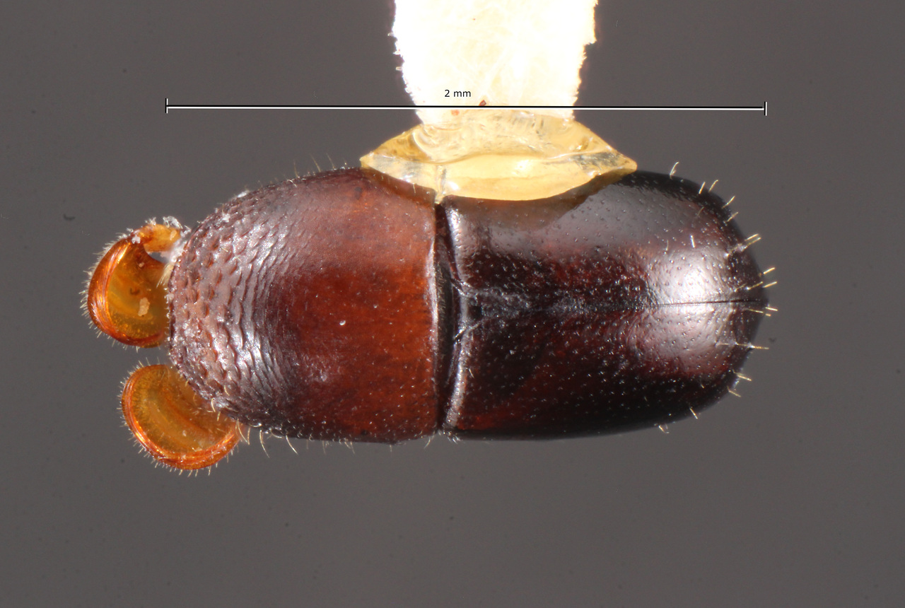 Genus / Species: Corthylus parvulus | Image Author: TH Atkinson | Location: México, Jalisco, El Tuito | Collection: Centro de Entomología y Acarología