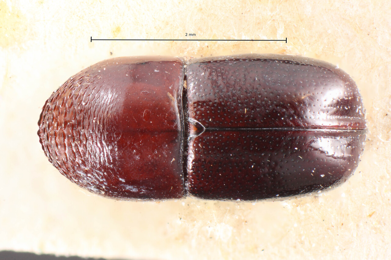 Genus / Species: Corthylus peruanus | Image Author: TH Atkinson | Location: Perú, Madre de Dios, Callanga | Image Type: holotype | Collection: Naturhistorisches Museum Wien
