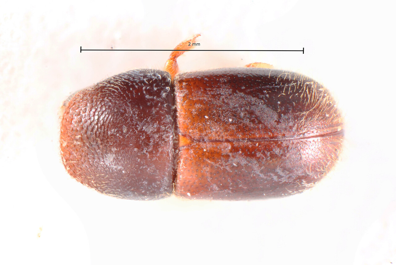 Genus / Species: Corthylus pilifer | Image Author: TH Atkinson | Location: Brazil, São Paulo, Pindamonhangaba | Image Type: holotype | Collection: Naturhistorisches Museum Wien