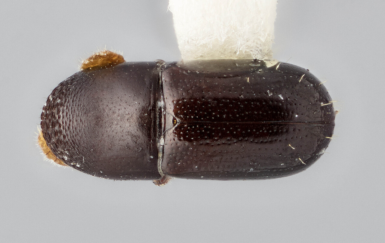 Genus / Species: Corthylocurus pisinnus | Image Author: J Buffam | Location: Jamaica, Penlyne Castle | Image Type: holotype | Collection: Canadian National Collection of Insects, Arachnids and Nematodes