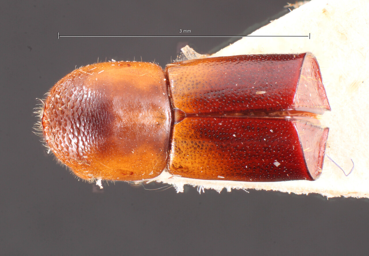 Genus / Species: Corthylus praealtus | Image Author: TH Atkinson | Location: Brazil, Paraná, Rio Negro | Image Type: holotype | Collection: Naturhistorisches Museum Wien