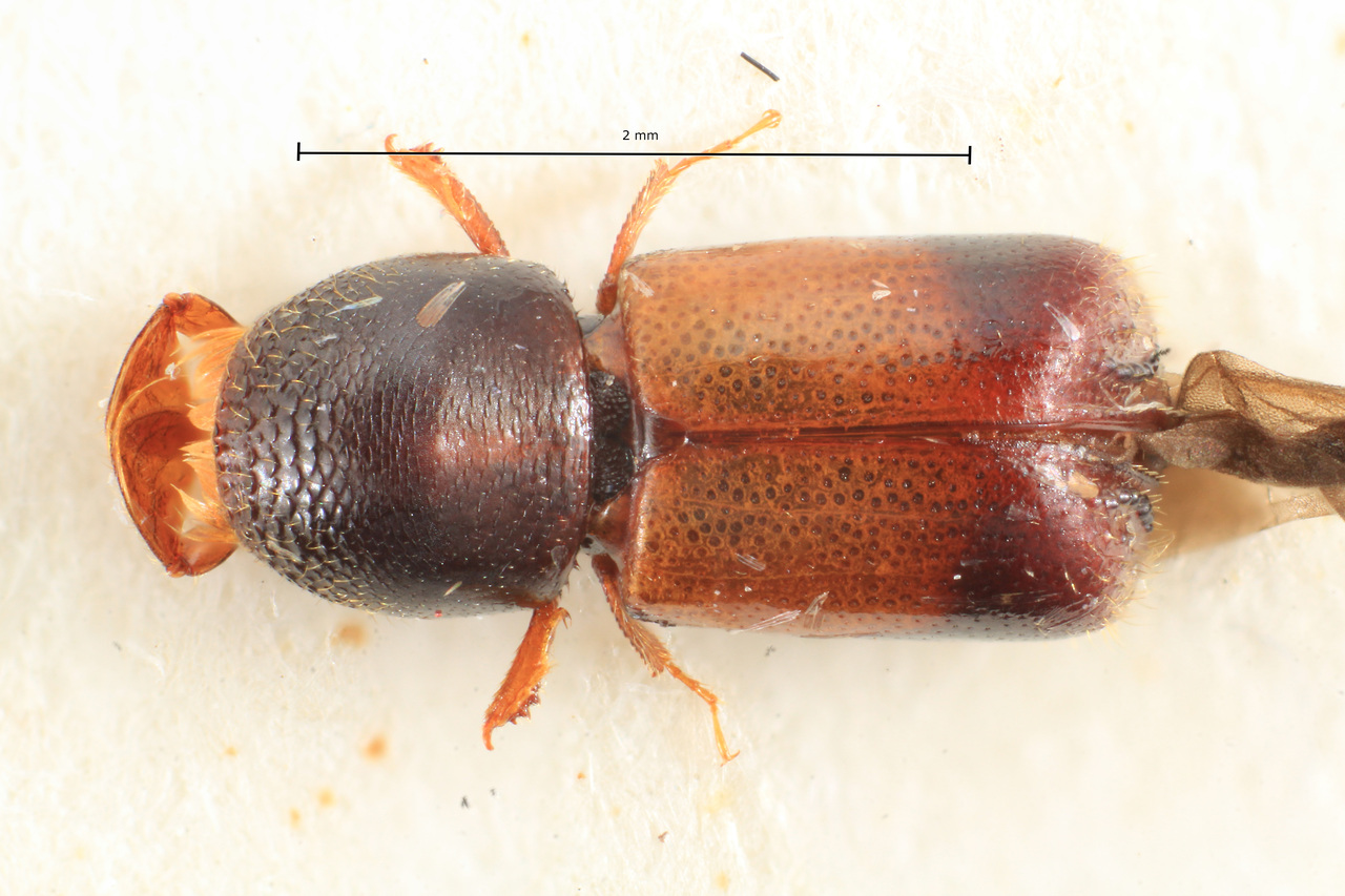 Genus / Species: Corthylus pseudoexcisus | Image Author: TH Atkinson | Location: Perú, Pasco, Yanachaga Chemilien N.P. | Image Type: holotype | Collection: Hungarian Natural History Museum