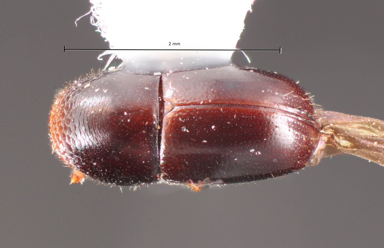 Genus / Species: Corthylus punctifrons | Image Author: TH Atkinson | Location: Brazil, Paraná, Monte Alegre | Image Type: holotype | Collection: Faculdade de Engenharia