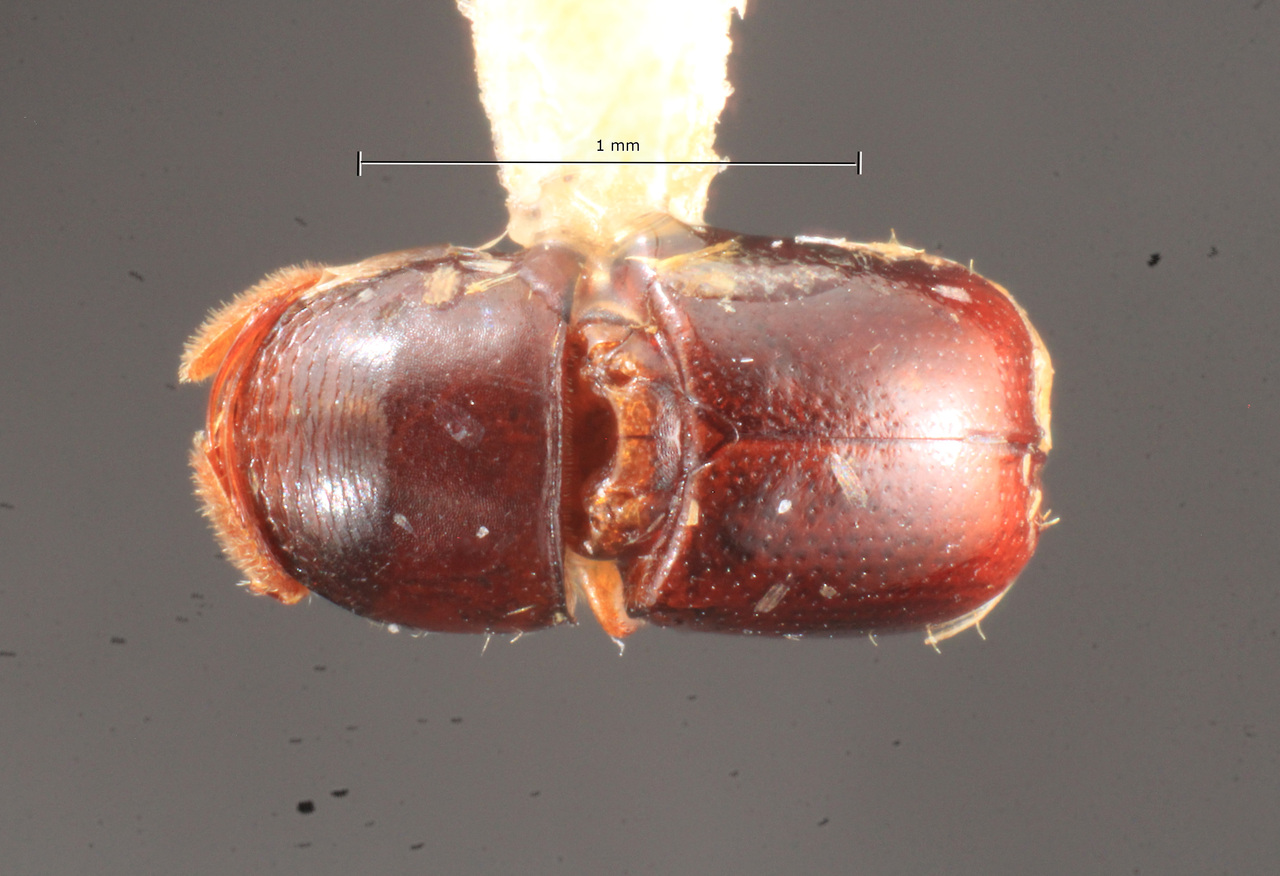 Genus / Species: Corthylus pygmaeus | Image Author: TH Atkinson | Location: Panamá, Panamá, Barro Colorado Isl. | Collection: Texas A&M University Insect Collection