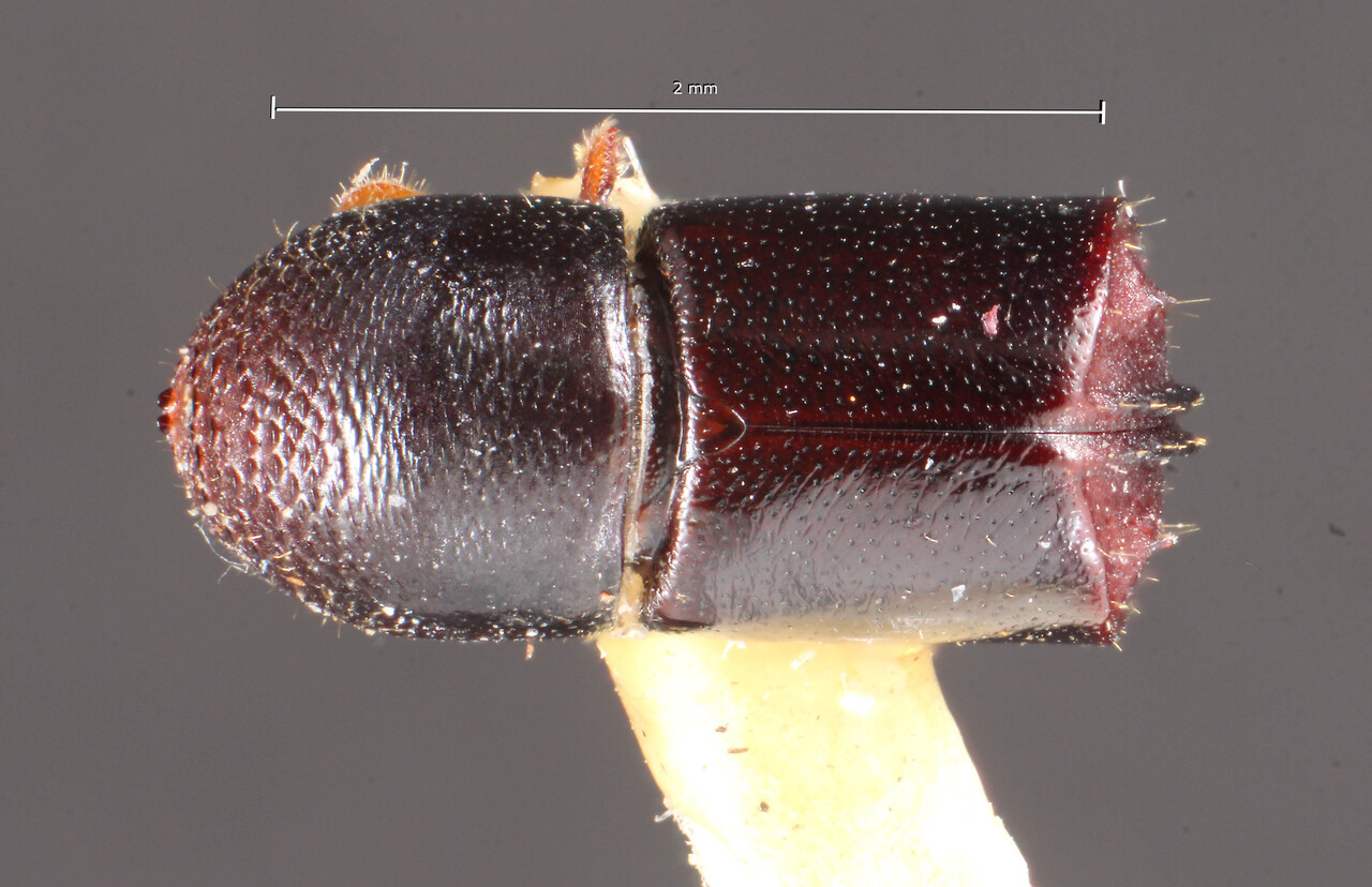 Genus / Species: Corthylus schaufussi | Image Author: TH Atkinson | Location: Brazil, Santa Catarina, Nova Teutonia | Image Type: lectotype | Collection: Naturhistorisches Museum Wien