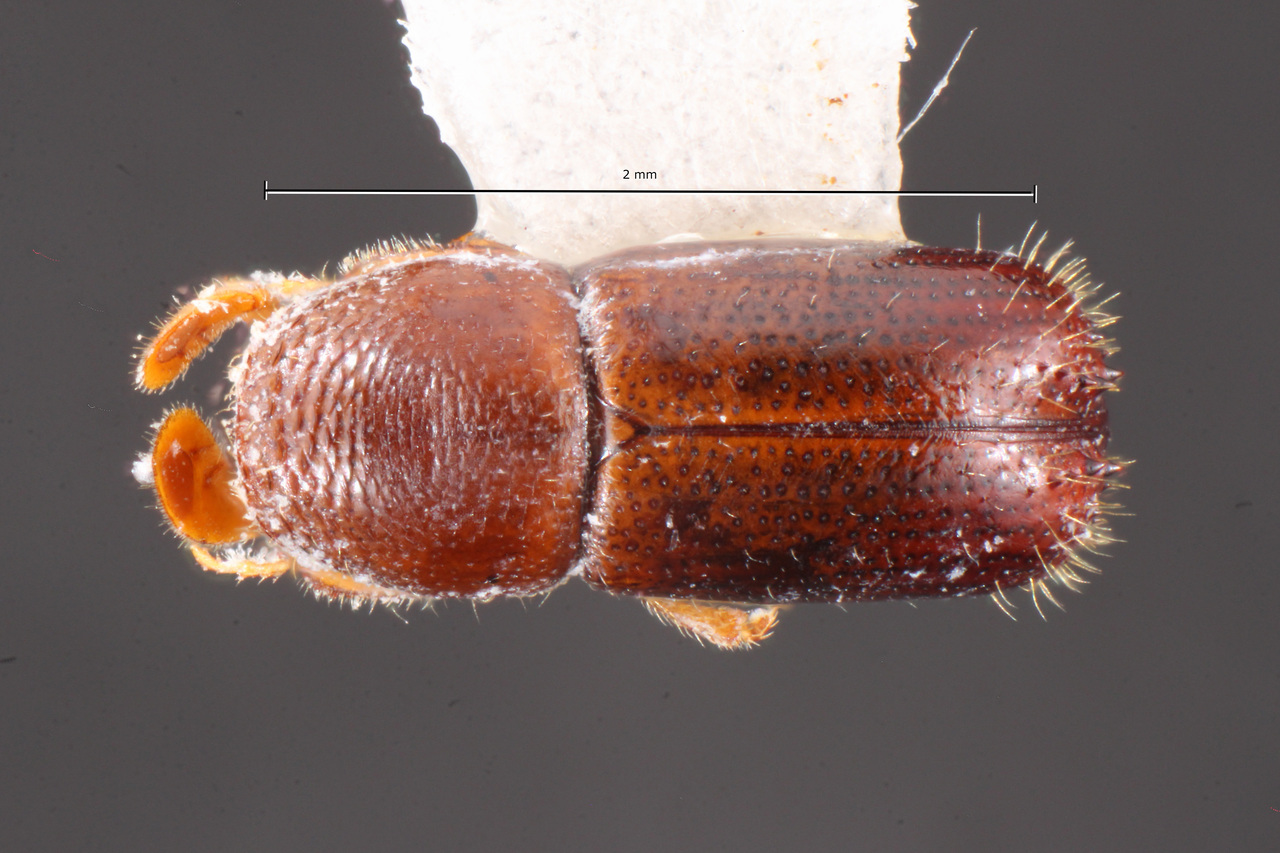 Genus / Species: Corthylus sentus | Image Author: TH Atkinson | Location: México, Veracruz, La Joya | Collection: Texas A&M University Insect Collection