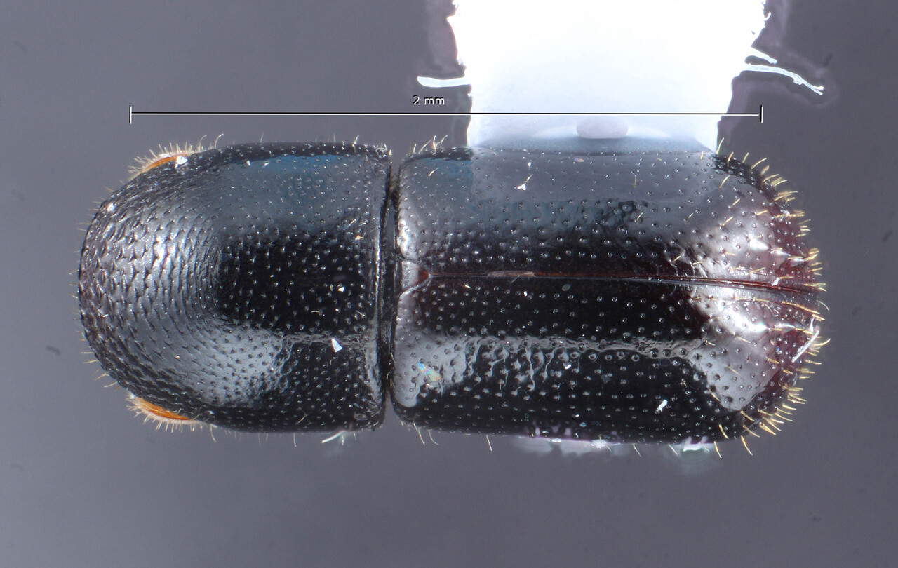 Genus / Species: Corthylus cristatulus | Image Author: TH Atkinson | Location: México, Veracruz, Santuario Xalapa | Image Type: holotype | Collection: Entomology