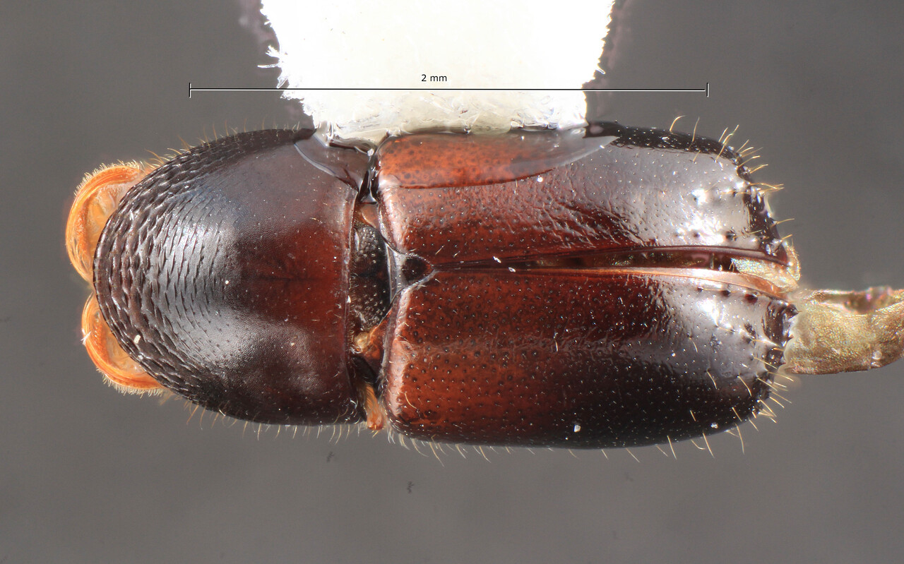 Genus / Species: Corthylus spinulosus | Image Author: TH Atkinson | Location: México, Chiapas, Chiquihuites | Image Type: holotype | Collection: Colección Nacional de Insectos