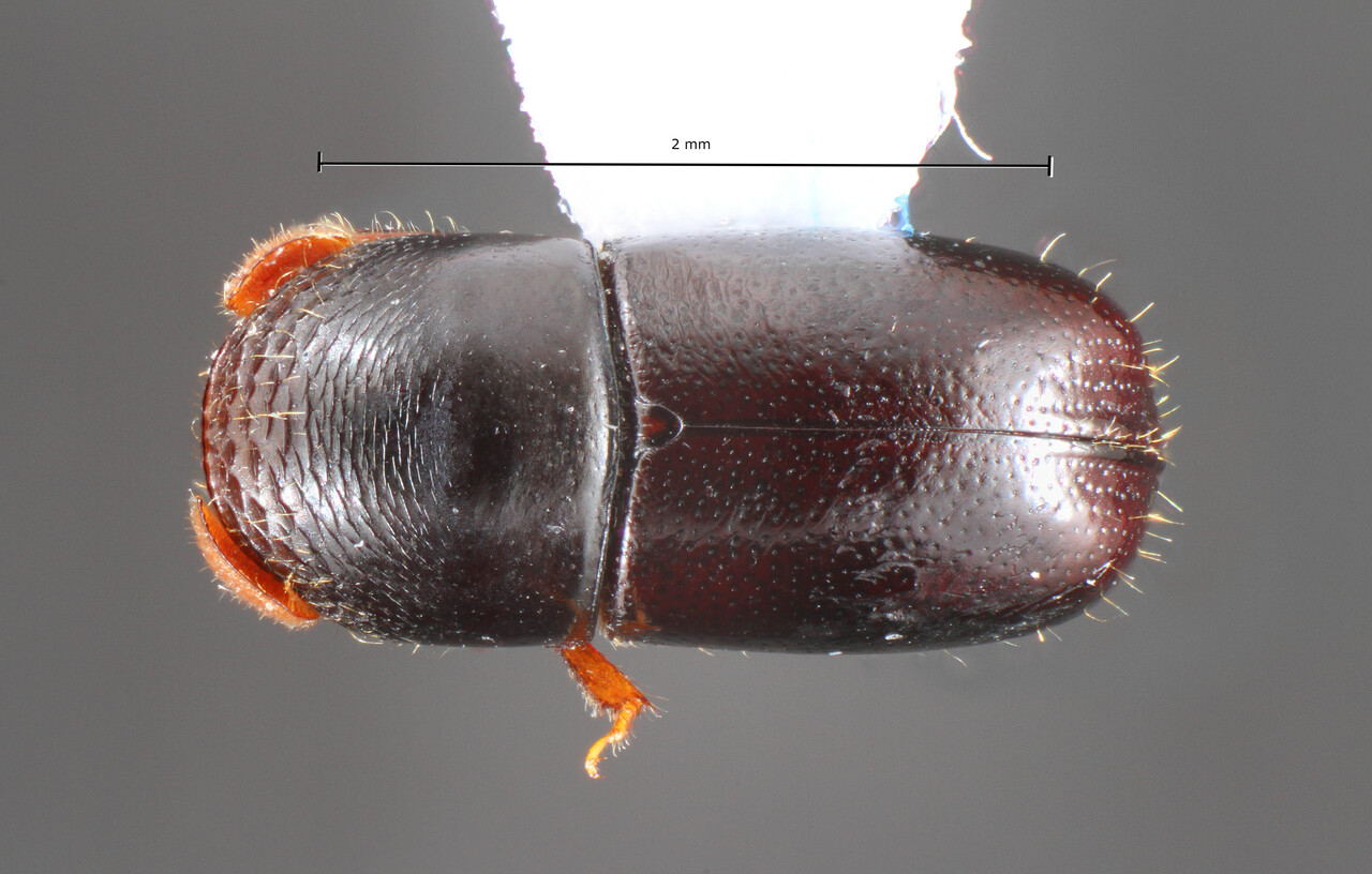 Genus / Species: Corthylus strigilis | Image Author: TH Atkinson | Location: Costa Rica, Cartago, Rd. Turrialba - Sta. Cruz | Collection: Museum für Naturkunde