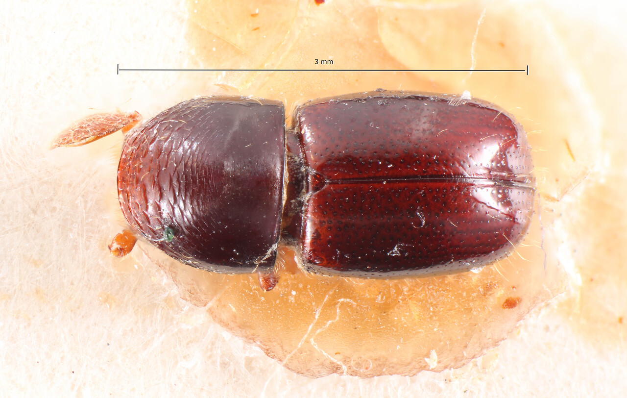 Genus / Species: Corthylus subsulcatus | Image Author: TH Atkinson | Location: Bolivia, Cochabamba, El Palmar | Image Type: holotype | Collection: Naturhistorisches Museum Wien