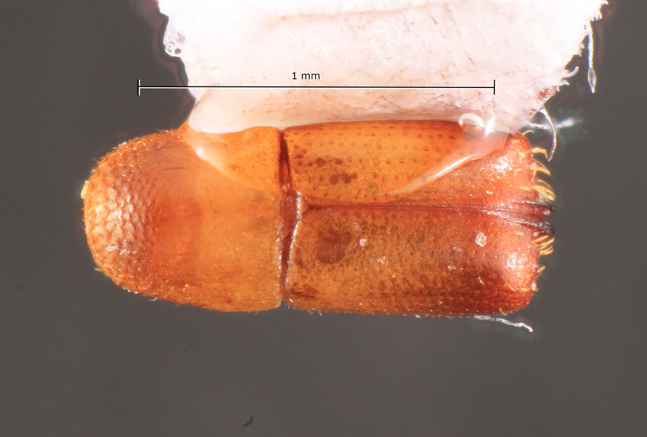 Genus / Species: Corthylus suturifer | Image Author: TH Atkinson | Location: México, Veracruz, Córdoba | Image Type: holotype | Collection: Naturhistorisches Museum Wien