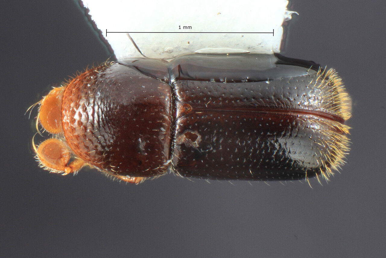 Genus / Species: Corthylus granulosus | Image Author: TH Atkinson | Location: México, Chiapas, Chiquihuites | Image Type: holotype | Collection: Colección Nacional de Insectos