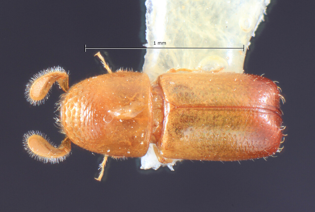 Genus / Species: Corthylus microcorthyloides | Image Author: TH Atkinson | Location: México, Jalisco, Mascota, El Atajo | Image Type: holotype | Collection: Colección Nacional de Insectos