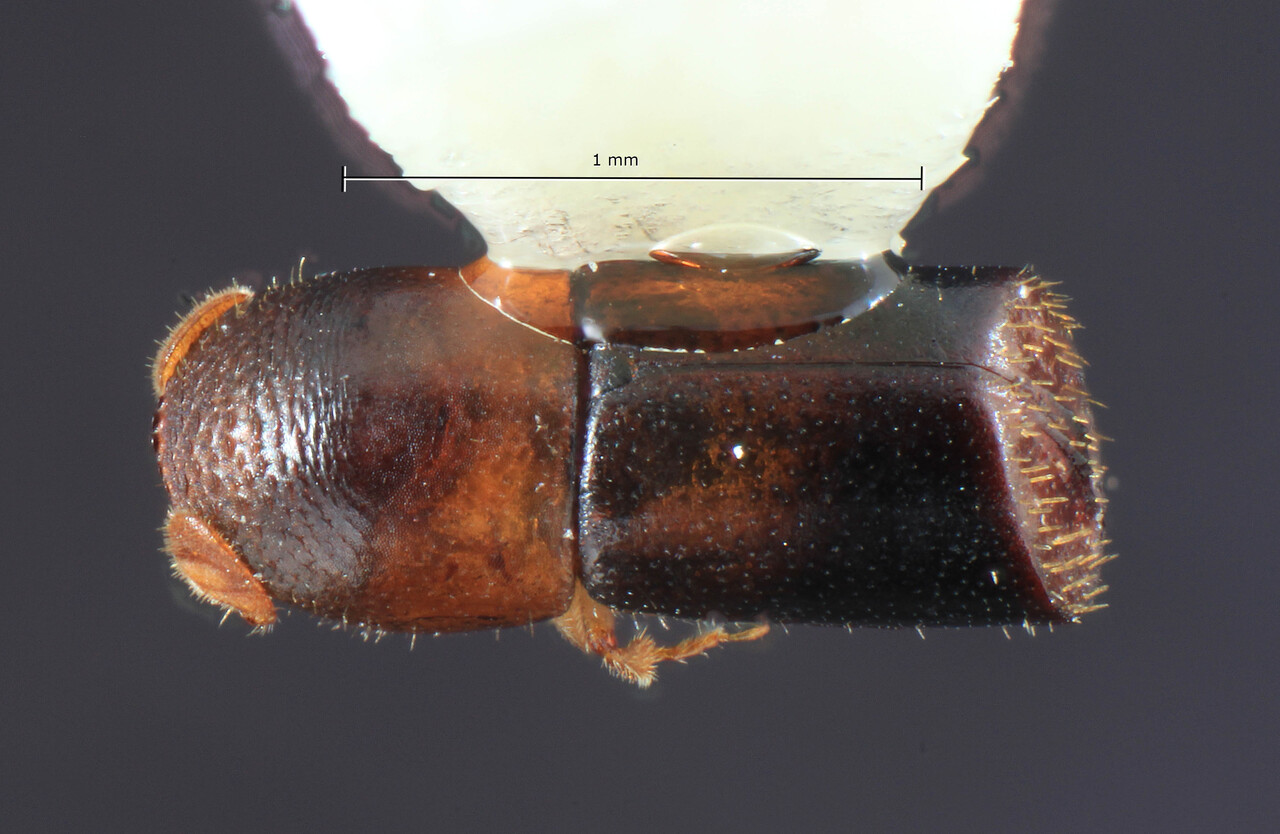 Genus / Species: Corthylus latisetosus | Image Author: TH Atkinson | Location: México, Michoacán, Zumpimito | Image Type: holotype | Collection: Colección Nacional de Insectos