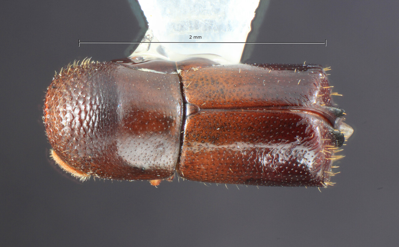 Genus / Species: Corthylus burgosi | Image Author: TH Atkinson | Location: México, Morelos, Col. Monte Cristo | Image Type: paratype | Collection: University of Texas Insect Collection