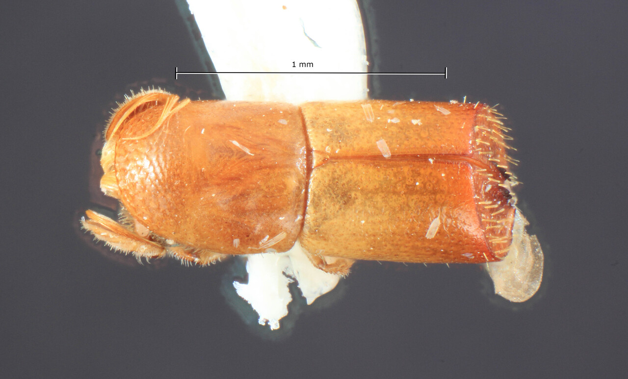 Genus / Species: Corthylus praeustus | Image Author: TH Atkinson | Location: Panamá, Panamá, Ft. Clayton, Albrook Forest | Collection: University of Texas Insect Collection