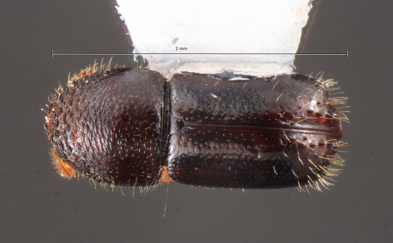 Genus / Species: Corthylus poblanus | Image Author: TH Atkinson | Location: México, Puebla, Huerto Don Lucas | Image Type: holotype | Collection: Colección Nacional de Insectos