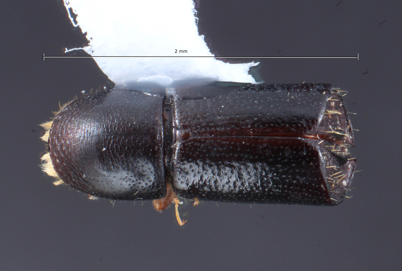 Genus / Species: Corthylus ibarrai | Image Author: TH Atkinson | Location: México, Veracruz, Santuario Xalapa | Image Type: holotype | Collection: University of Texas Insect Collection