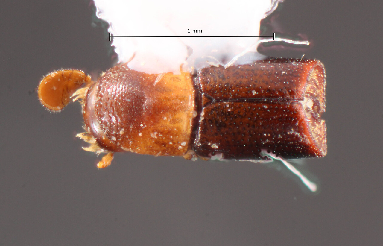 Genus / Species: Corthylus truncatiformus | Image Author: TH Atkinson | Location: Brazil, São Paulo, Lençois Paulista | Image Type: holotype | Collection: Faculdade de Engenharia