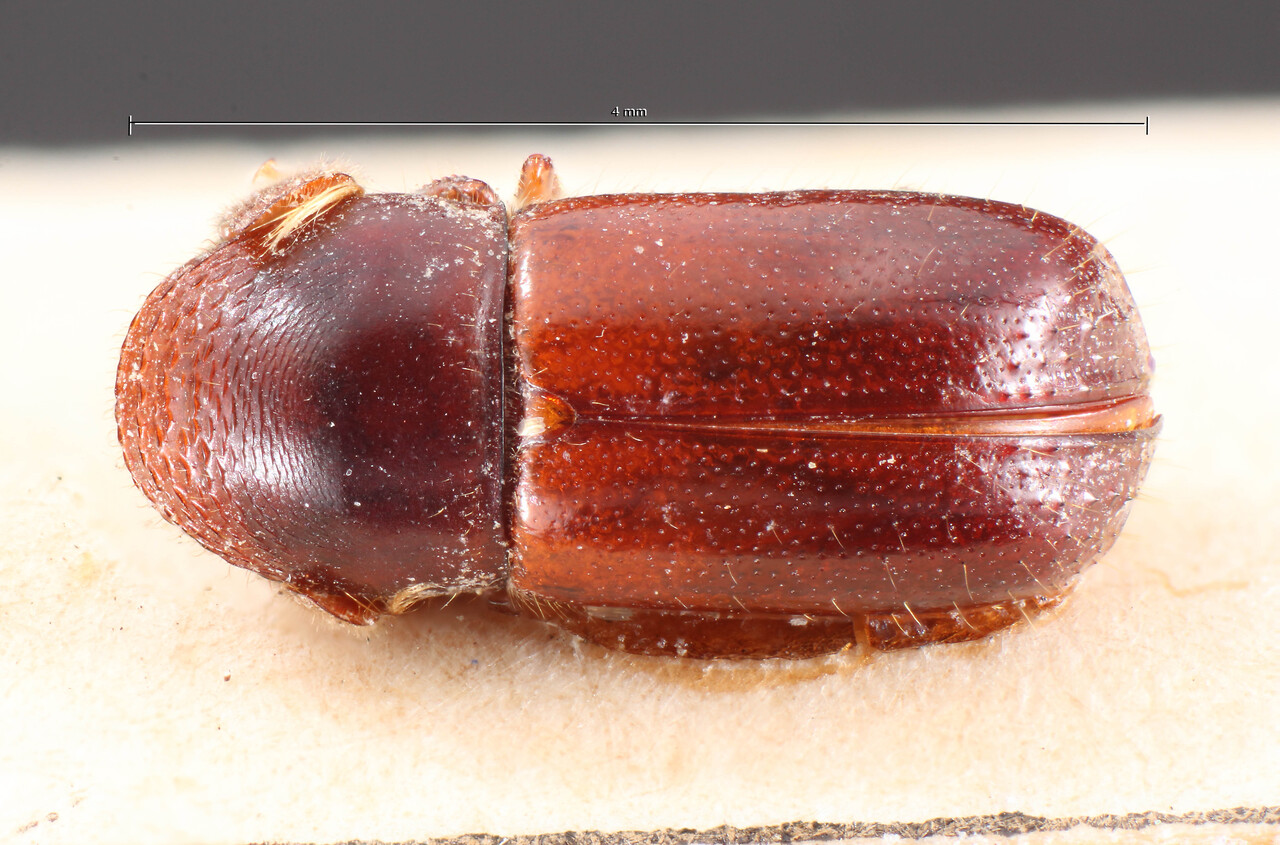 Genus / Species: Corthylus tulcanus | Image Author: TH Atkinson | Location: Colombia, unknown, Colombia (country / region) | Collection: Naturhistorisches Museum Wien