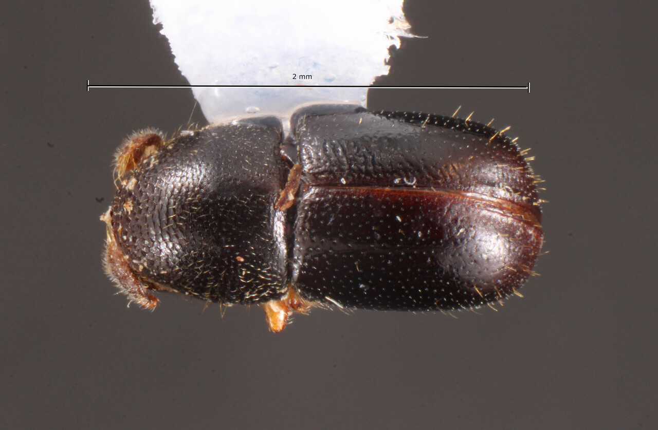 Genus / Species: Corthylus venustus | Image Author: TH Atkinson | Location: Brazil, Espirito Santo, Domingos Martins | Collection: Faculdade de Engenharia