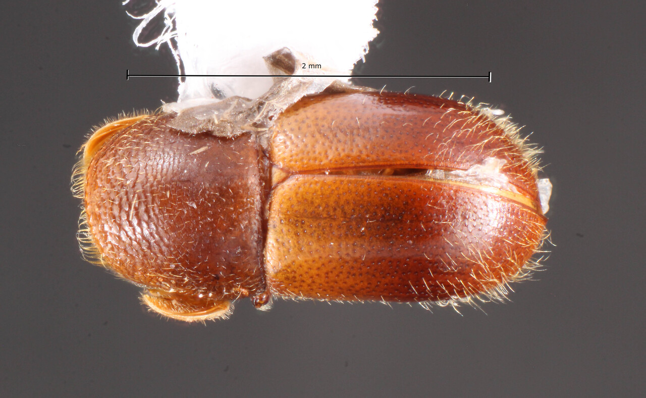 Genus / Species: Corthylus villosus | Image Author: TH Atkinson | Location: Brazil, Espirito Santo, Domingos Martins | Collection: University of Texas Insect Collection