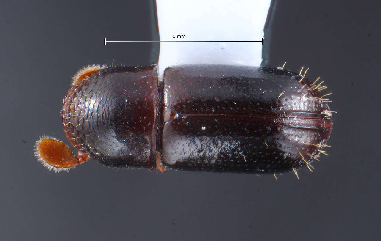Genus / Species: Corthylus villus | Image Author: TH Atkinson | Location: México, Veracruz, Santuario Xalapa | Collection: University of Texas Insect Collection