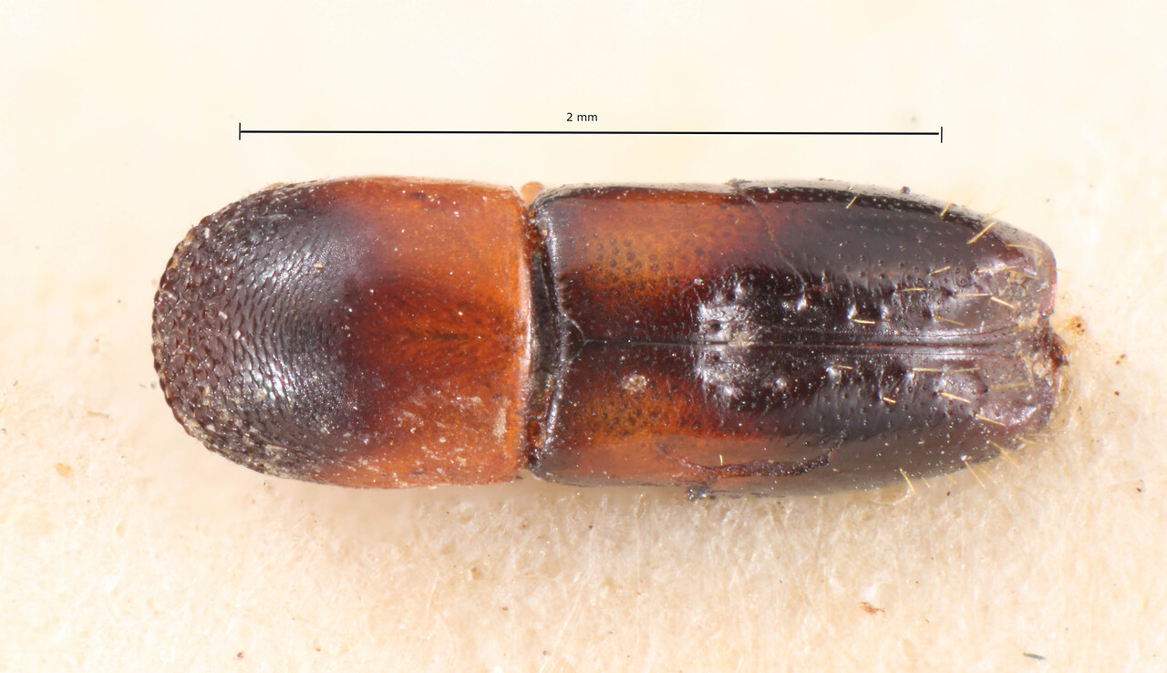 Genus / Species: Monarthrum cristatum | Image Author: TH Atkinson | Location: Venezuela, Aragua, Colonia Tovar | Image Type: neotype | Collection: Naturhistorisches Museum Wien