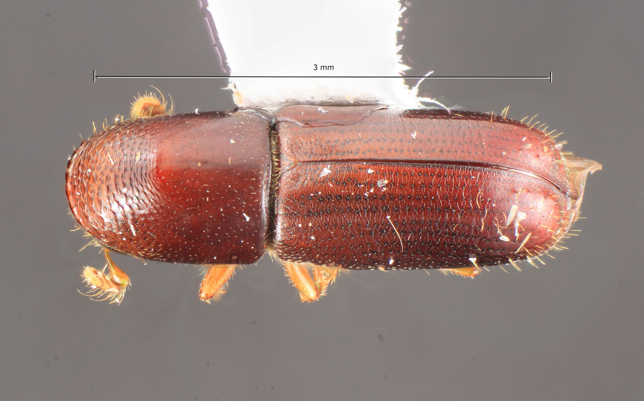 Genus / Species: Gnathotrichus hispaniolus | Image Author: TH Atkinson | Location: Rep. Dominicana, La Vega, Ciénaga de Manabao | Image Type: holotype | Collection: Florida State Collection of Arthropods