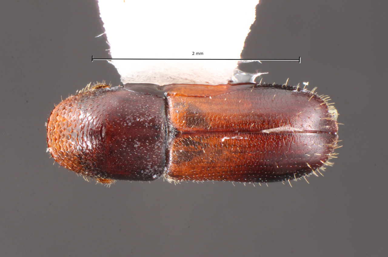 Genus / Species: Gnathotrichus materiarius | Image Author: TH Atkinson | Location: United States, Texas, Woodville | Collection: University of Texas Insect Collection