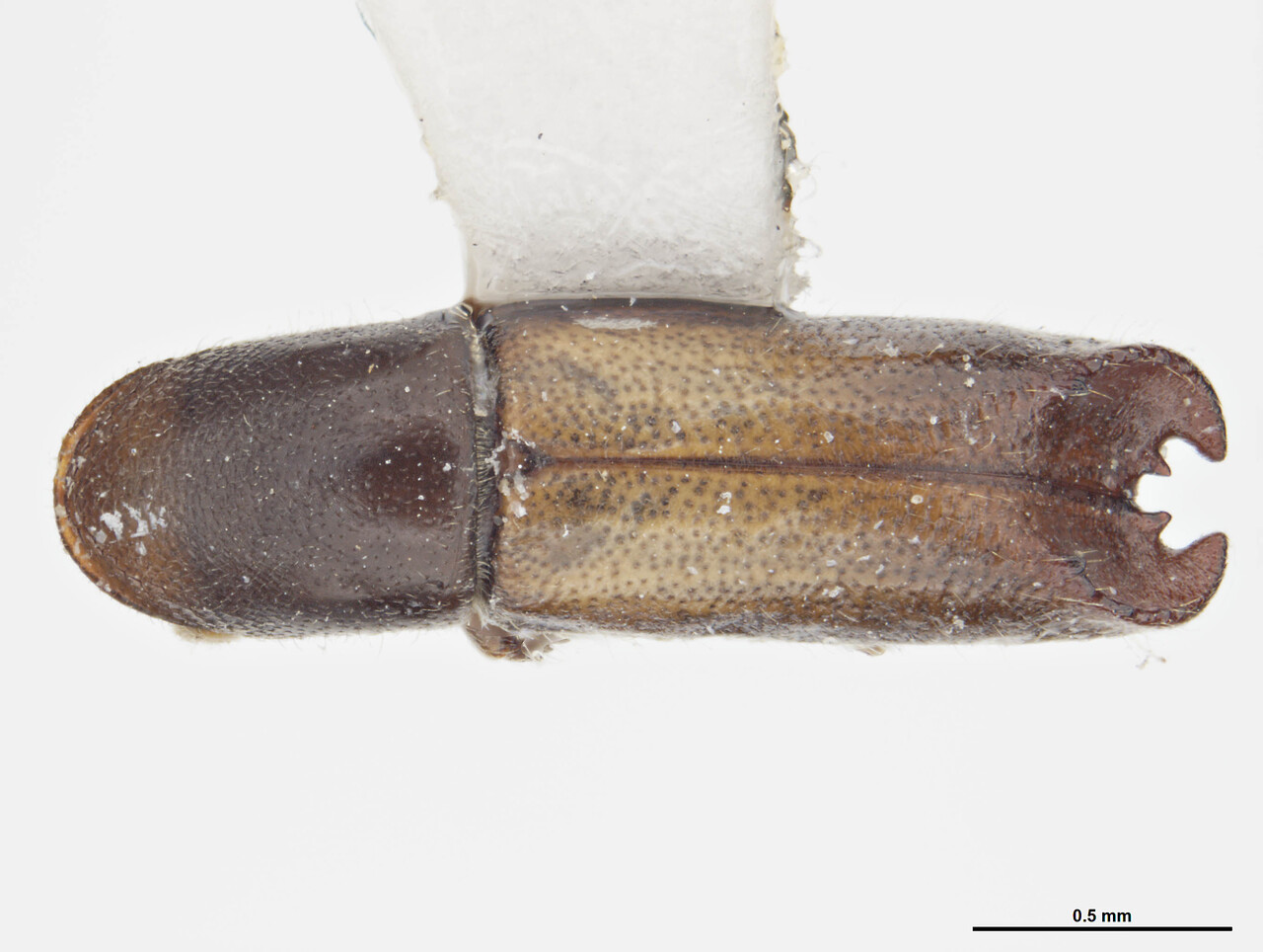 Genus / Species: Gnathotrupes caliculus | Image Author: S McCaffrey | Location: Argentina, Río Negro, Río Negro (region / admin. unit) | Collection: default value if not specified / valor si no está especificado