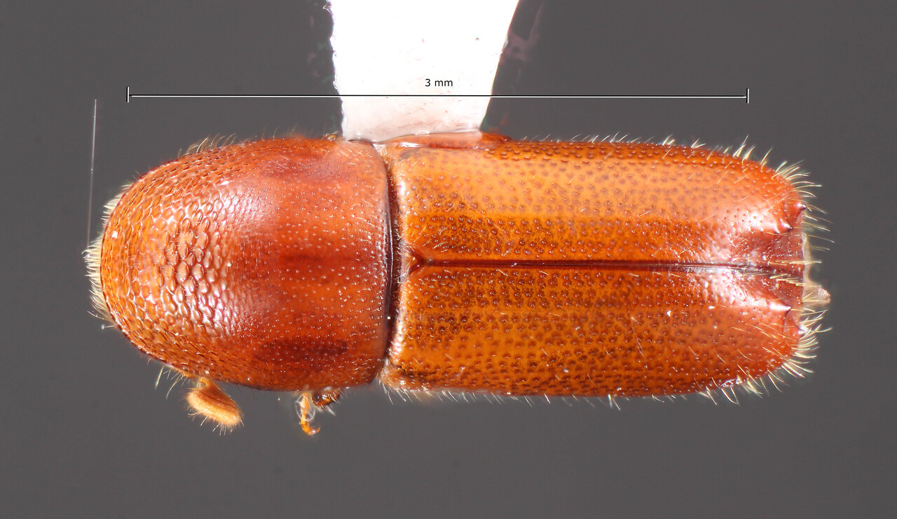 Genus / Species: Gnathotrupes consobrinus | Image Author: TH Atkinson | Location: Chile, Araucanía (IX), Flor de Lago Ranch | Collection: California State Collection of Arthropods