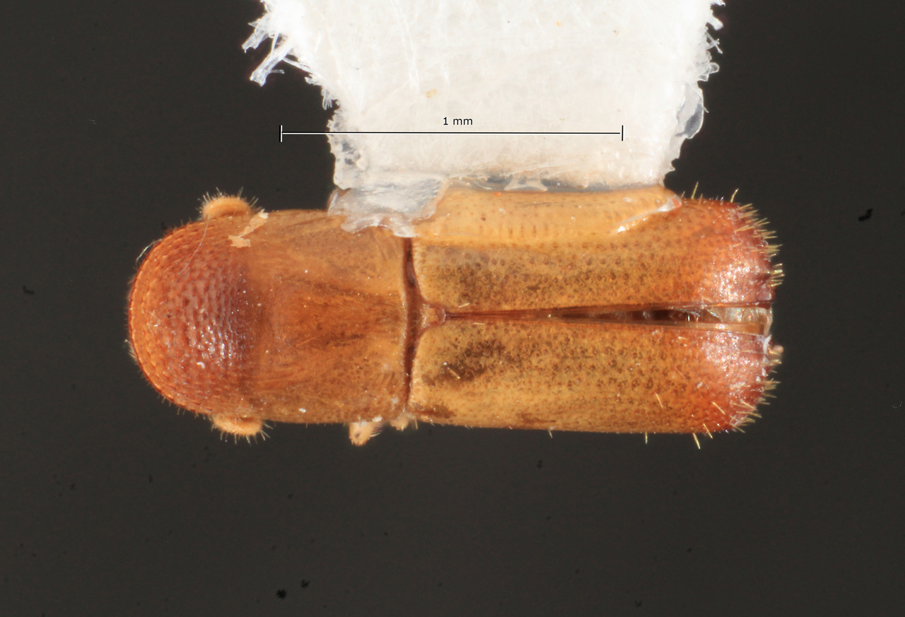 Genus / Species: Gnathotrupes emarginatus | Image Author: TH Atkinson | Location: Brazil, Pará, Belterra | Collection: Faculdade de Engenharia