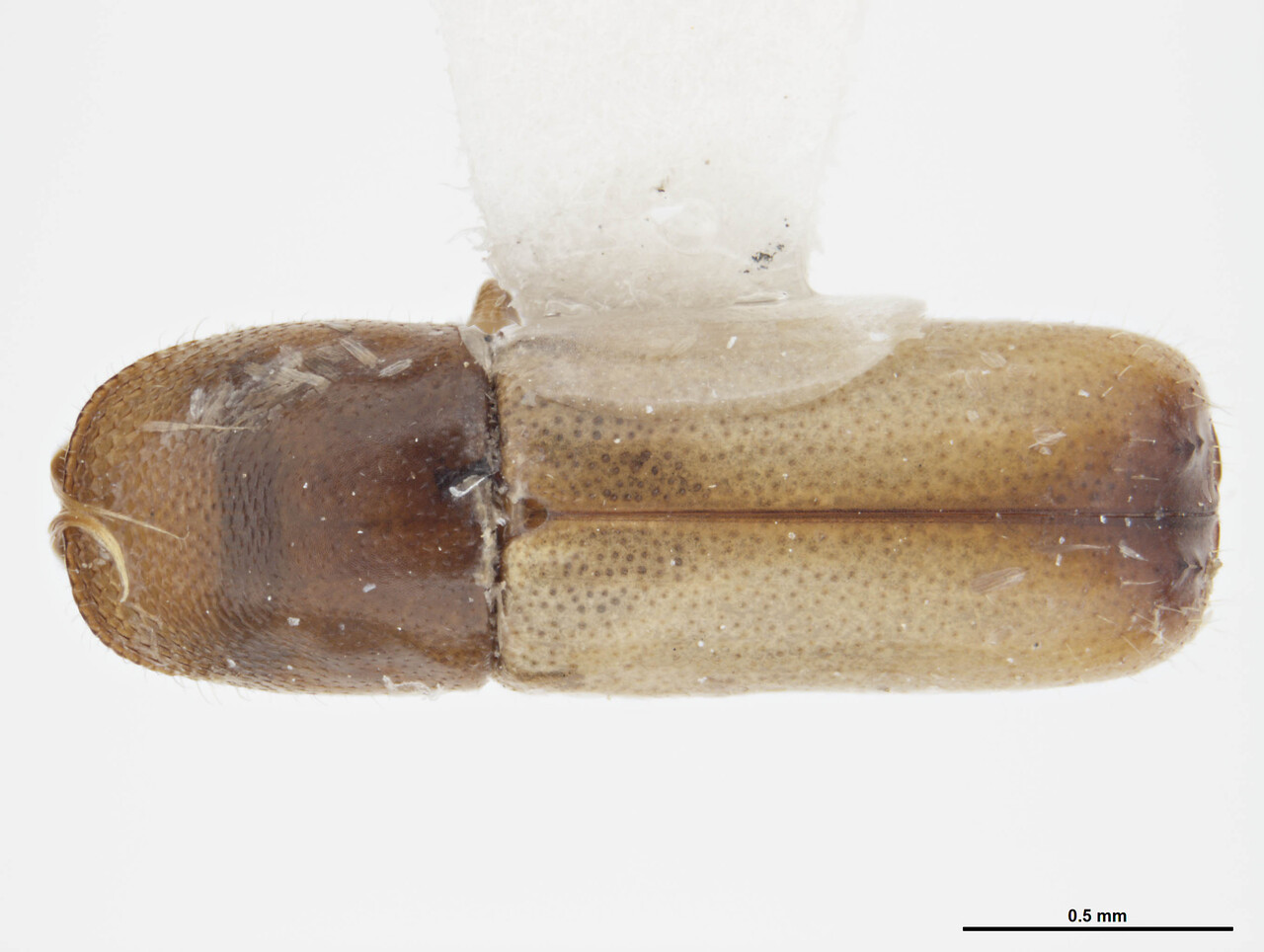 Genus / Species: Gnathotrupes fimbriatus | Image Author: S McCaffrey | Location: Chile, unknown, Chile (country / region) | Collection: default value if not specified / valor si no está especificado