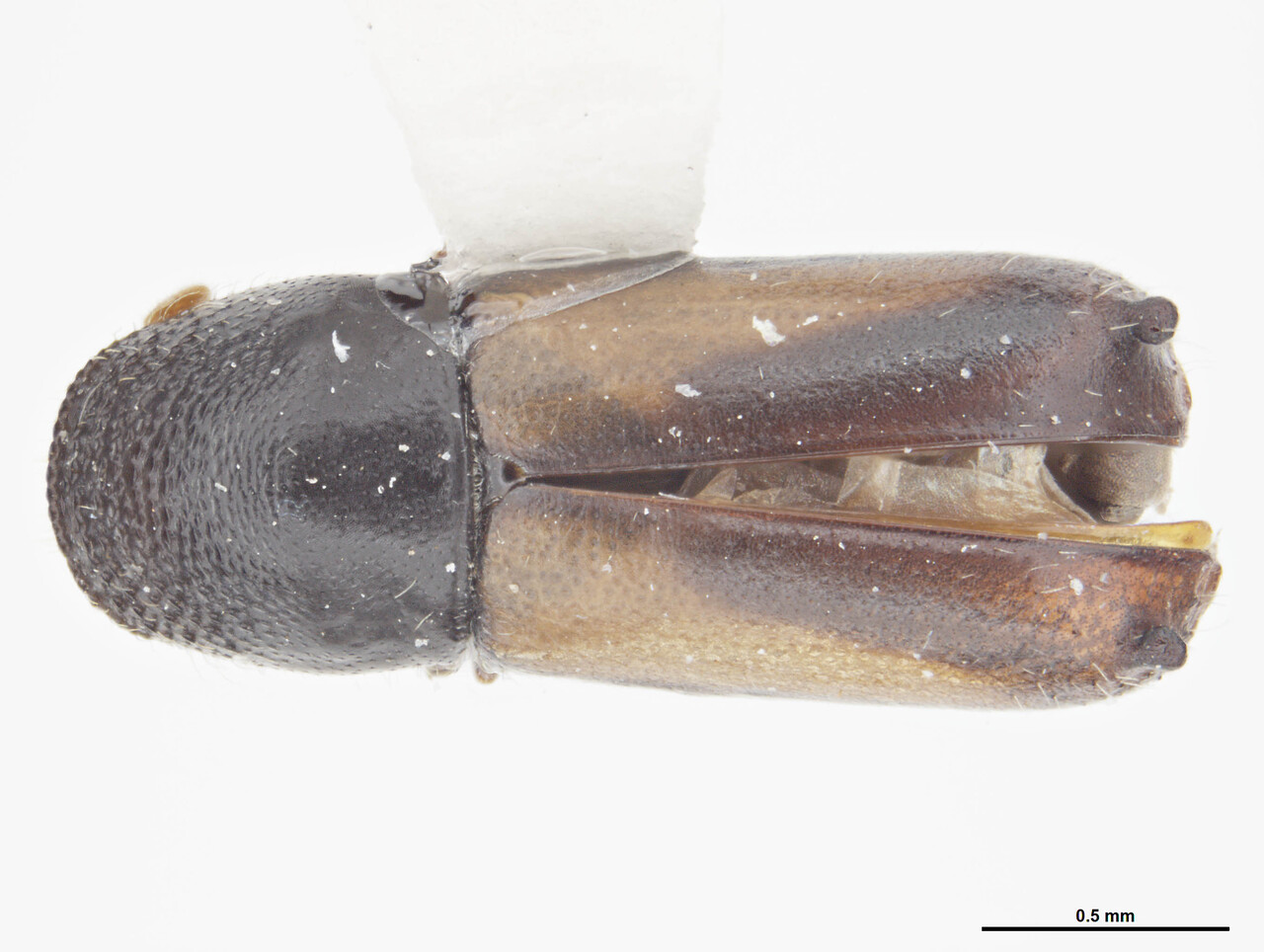 Genus / Species: Gnathotrupes herbertfranzi | Image Author: S McCaffrey | Location: Chile, Los Lagos (X), SAG Osorno | Collection: default value if not specified / valor si no está especificado