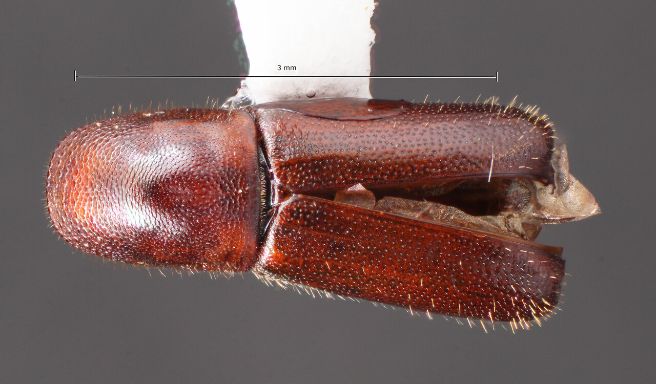 Genus / Species: Gnathotrupes longipennis | Image Author: TH Atkinson | Location: Chile, Araucanía (IX), Termas de Manzar hotel | Collection: California State Collection of Arthropods