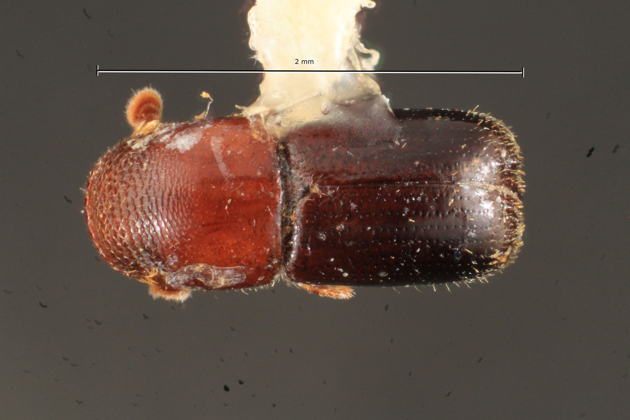 Genus / Species: Gnathotrupes terebratus | Image Author: TH Atkinson | Location: Panamá, Panamá, Cerro Jefe, 8 km NE | Collection: Texas A&M University Insect Collection