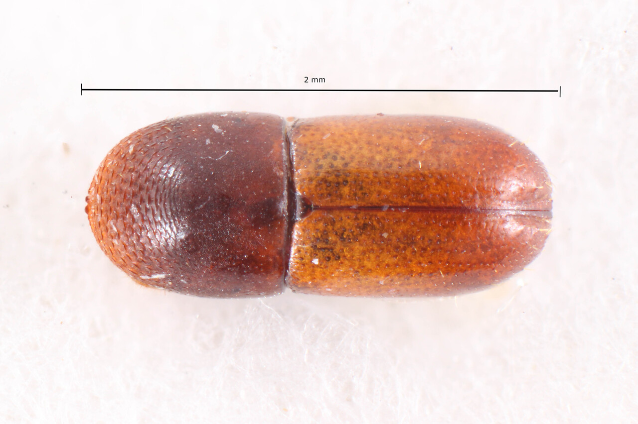 Genus / Species: Corthylus dubiosus | Image Author: TH Atkinson | Location: Brazil, Bahia, Encruzilhada | Image Type: holotype | Collection: Naturhistorisches Museum Wien