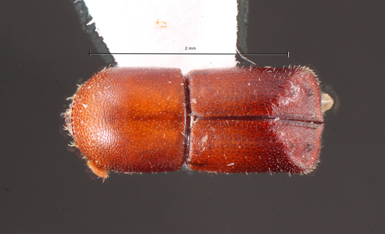 Genus / Species: Metacorthylus obscuriceps | Image Author: TH Atkinson | Location: Brazil, Espirito Santo, Aracruz | Image Type: holotype | Collection: Faculdade de Engenharia