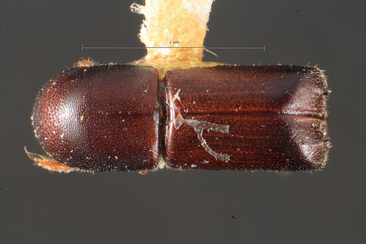 Genus / Species: Metacorthylus truncatorus | Image Author: TH Atkinson | Location: Brazil, Santa Catarina, Nova Teutonia | Image Type: paratype | Collection: Field Museum of Natural History