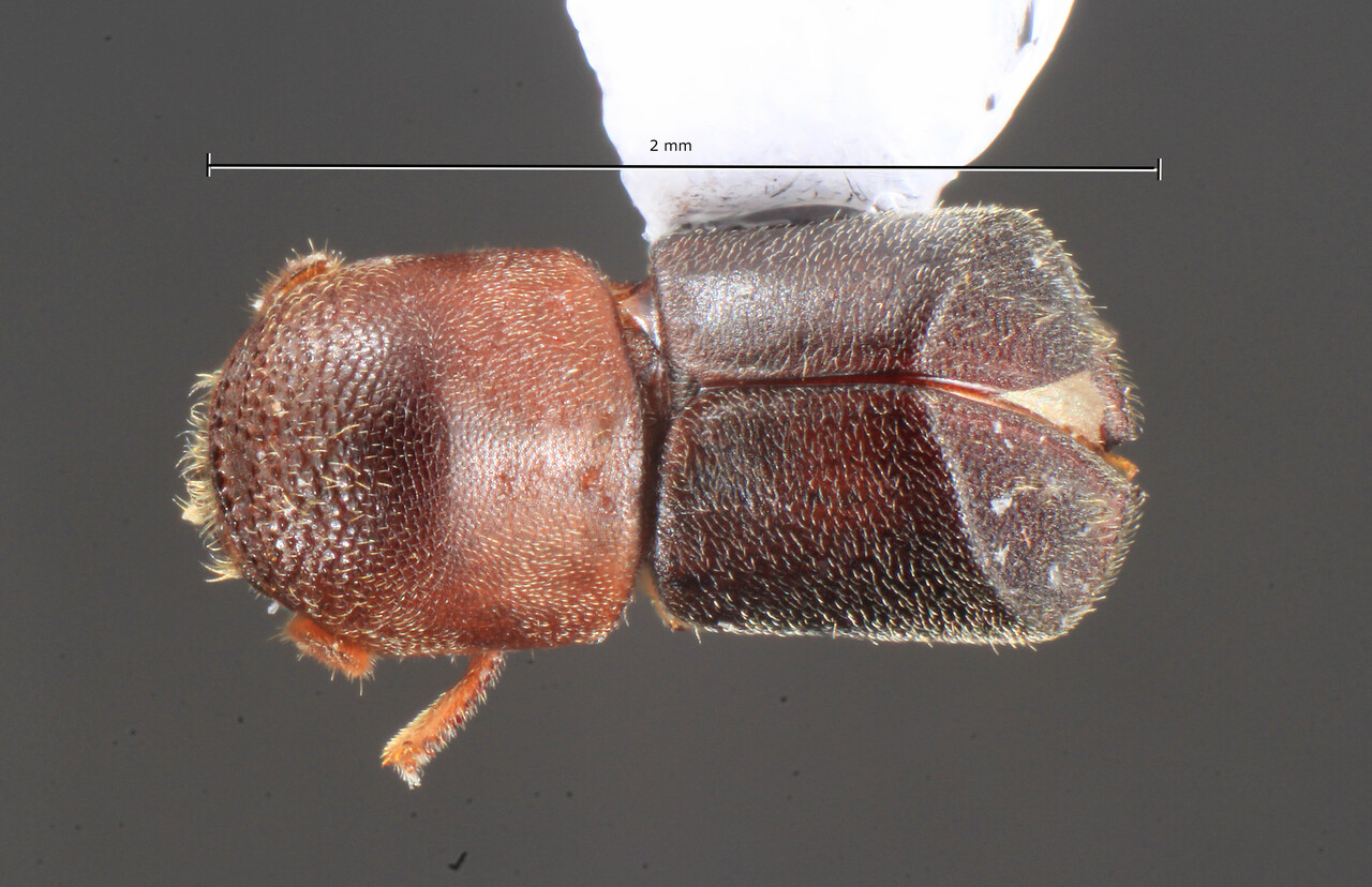 Genus / Species: Metacorthylus velutinus | Image Author: TH Atkinson | Location: Costa Rica, Puntarenas, Platanillo | Collection: Museum für Naturkunde