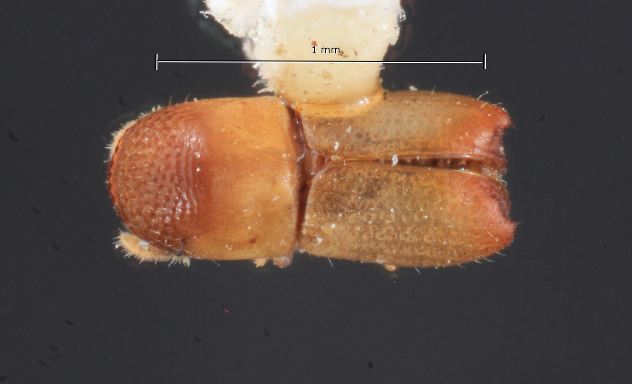 Genus / Species: Microcorthylus minimus | Image Author: TH Atkinson | Location: México, Oaxaca, Matias Romero, 23 mi N (37 km) | Collection: Centro de Entomología y Acarología