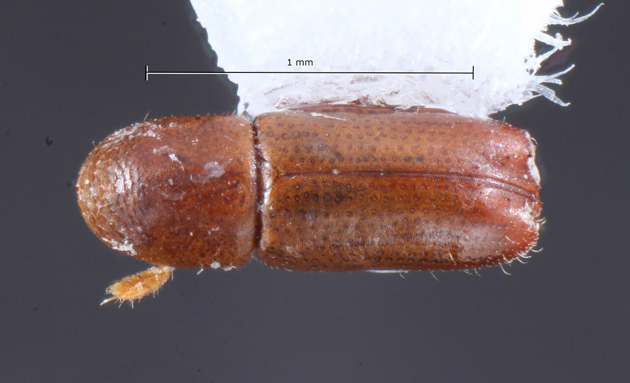 Genus / Species: Microcorthylus vicinus | Image Author: TH Atkinson | Location: México, Veracruz, Santuario Xalapa | Collection: University of Texas Insect Collection